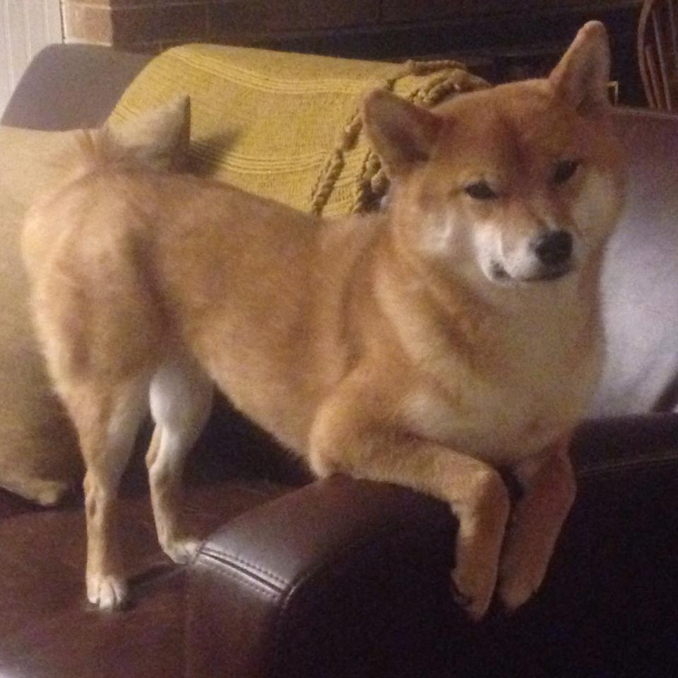 “青少年足球科技创新大赛引领行业潮流”,青少年足球赛事