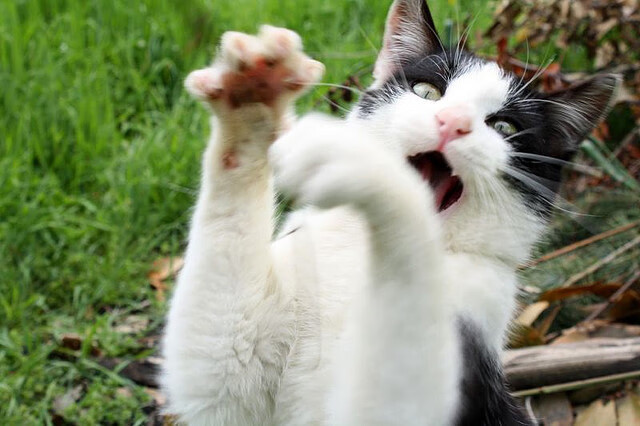 开云体育链接-俱乐部内部：球队如何打造高效磨合？，足球俱乐部训练