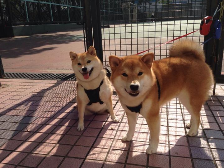 开云电竞平台注册-国字号球队体能测试标准全面升级，国字号足球队